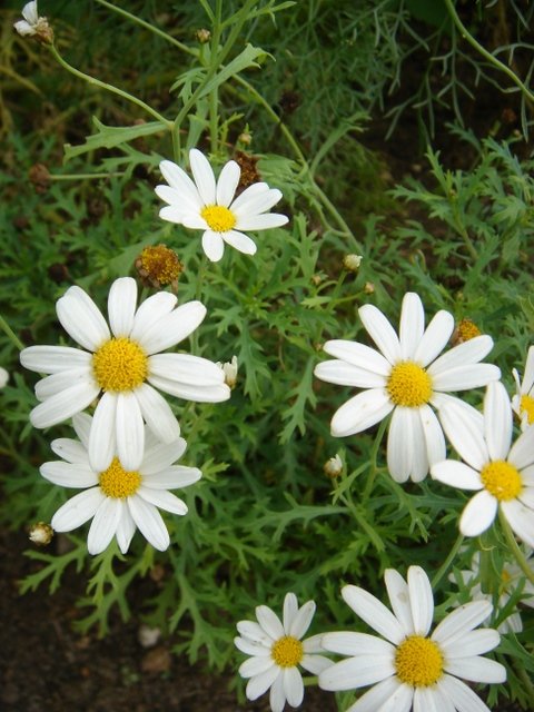Argyranthemum frutescens 'Filament d'Argent'